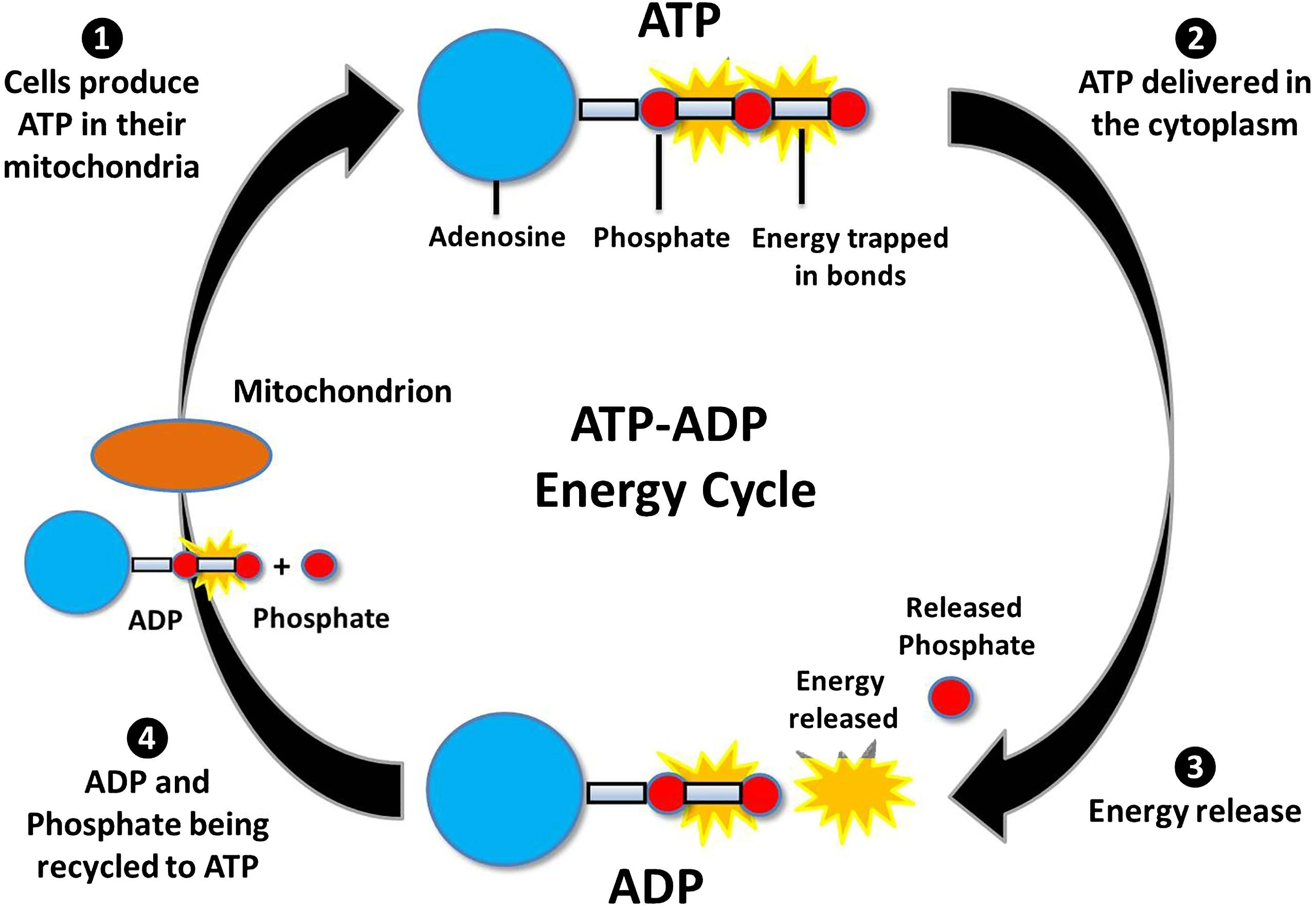 ATP ADP cycle