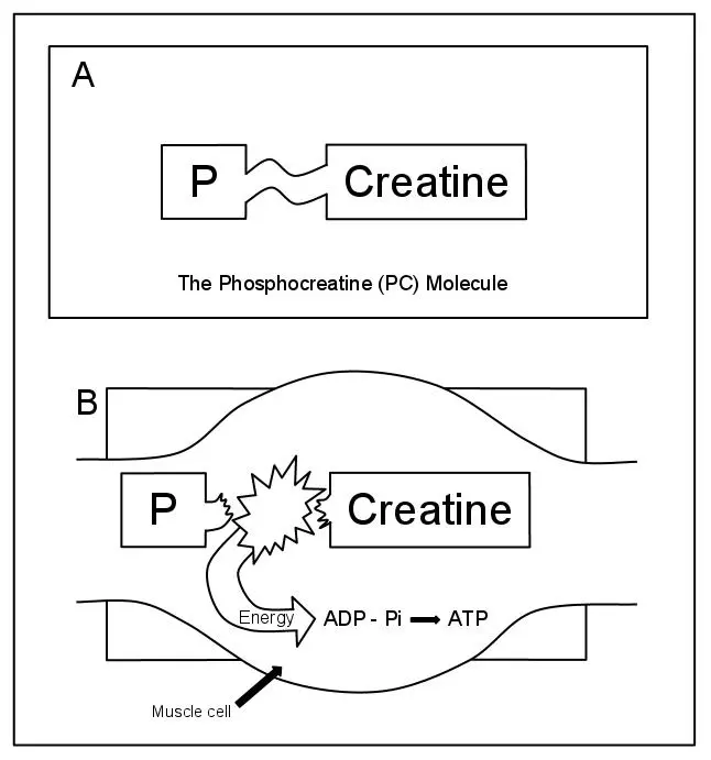 ATP PC