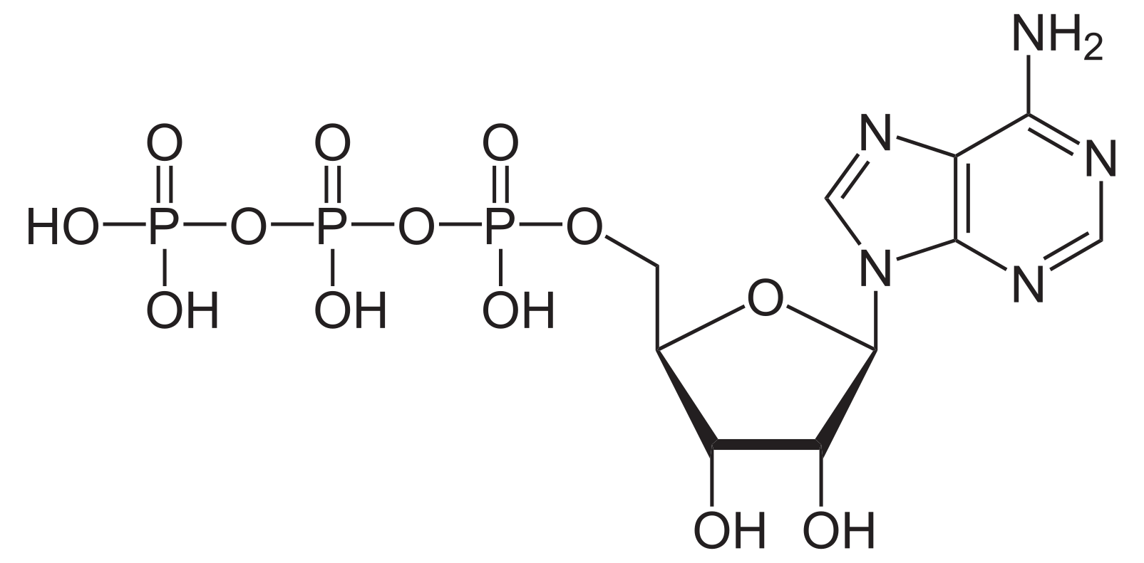 Adenosintriphosphat protoniert 2